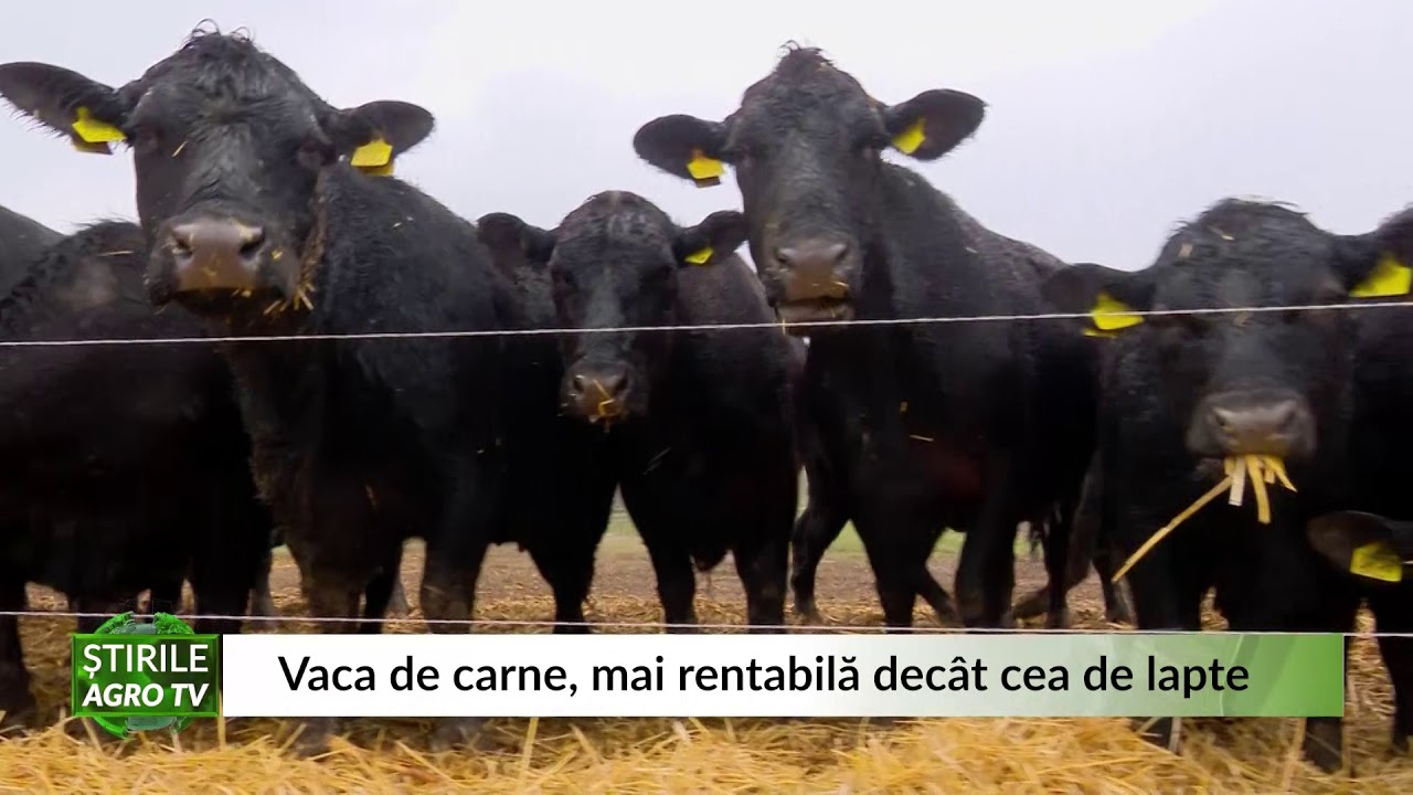 Vaca de carne, mai rentabilă dec&acirc;t cea de lapte 10 03 2021