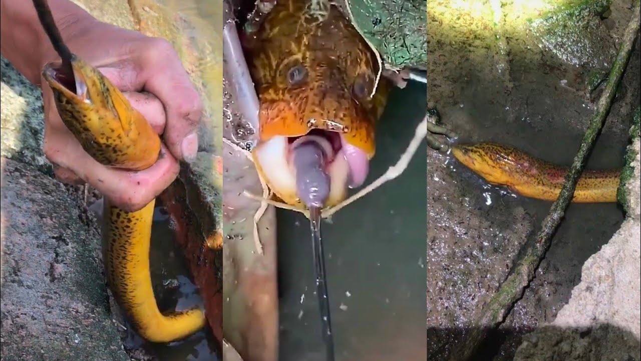 Fishing Talented Fisherman Catching Seafood #mootiktok #ẩmthực