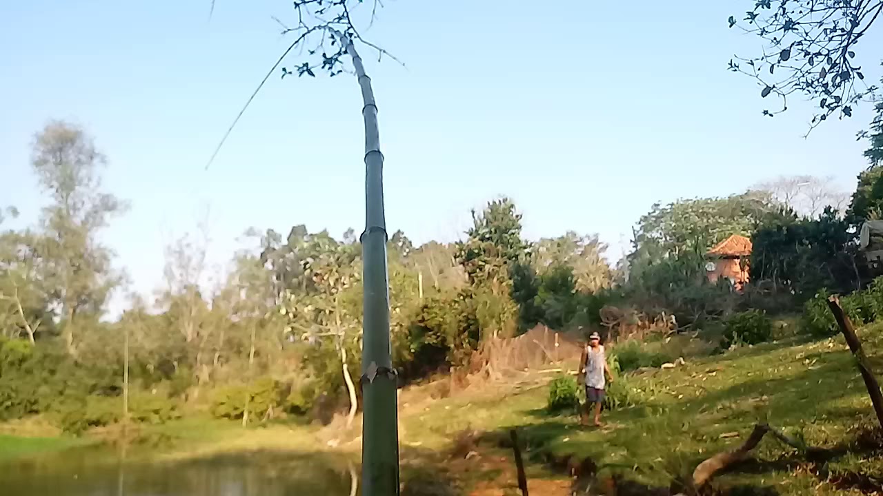 Pescaria de vara de bambu