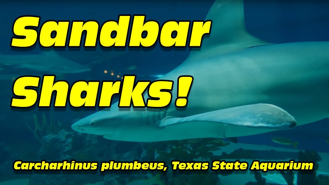 Sandbar sharks, Carcharhinus plumbeus