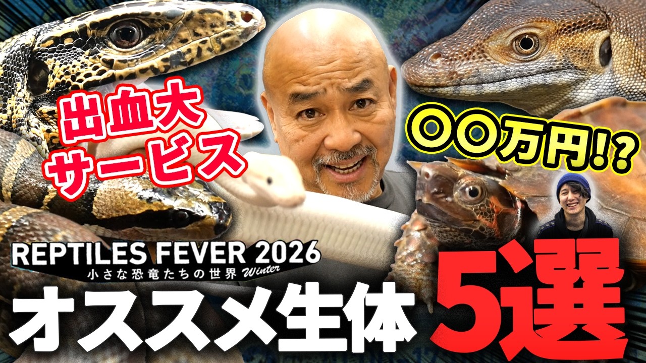 今年も関西最大級の爬虫類イベントに出展します！！【レプタイルズフィーバー2026-Winter-】