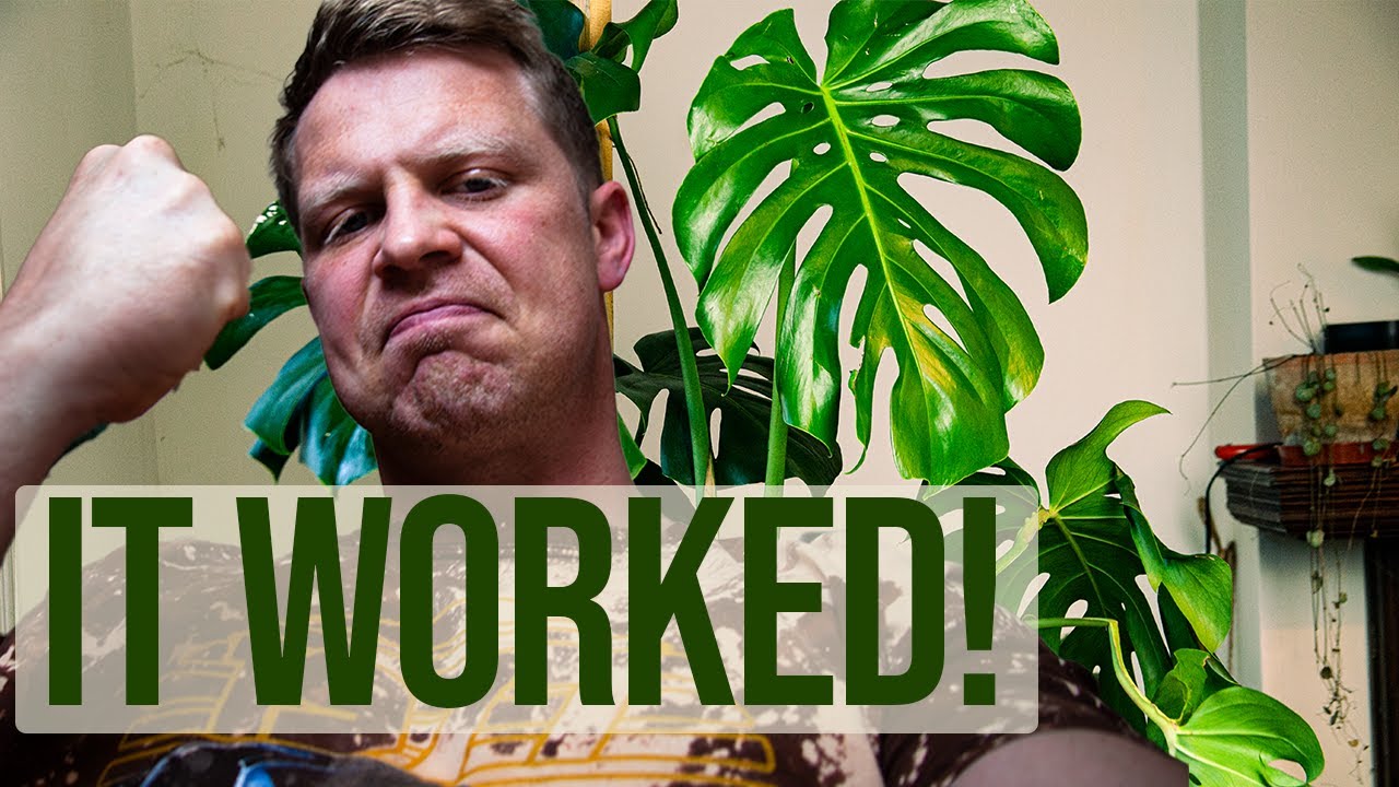 Monstera Outside in UK Summer (Update) Repotting and pruning a BEAST!