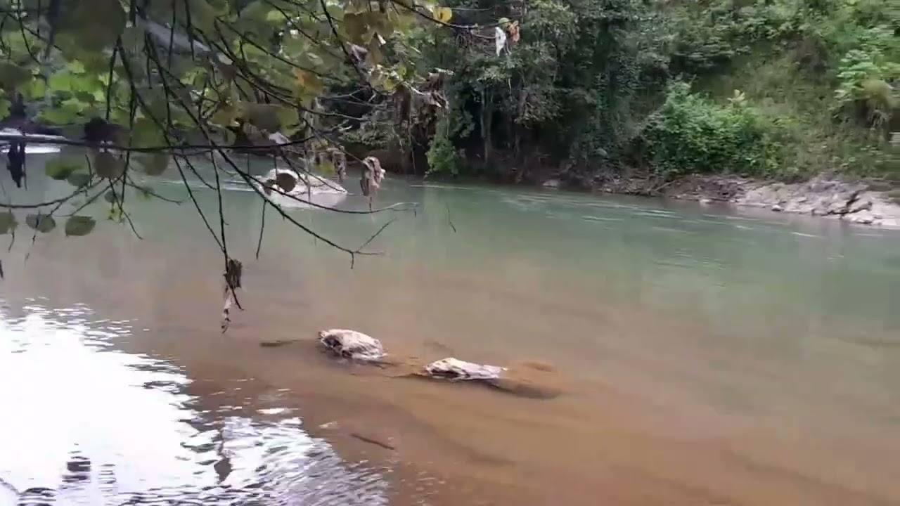 Wahhh,,,, Indah NYA Sungai Di Pedesaan, Pemandangan ALAM Nya Masih Asri.