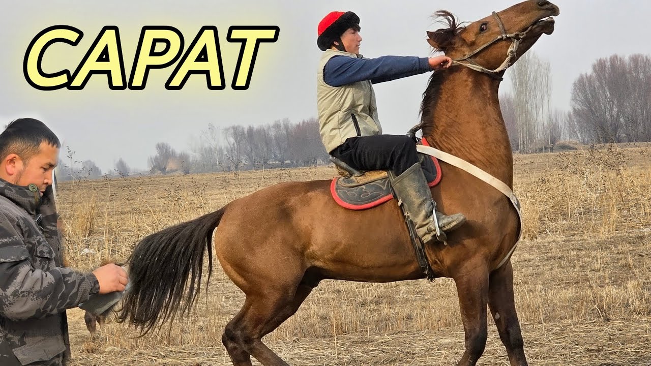 САРы АТ ДЕП ЧАБЫЛАТ