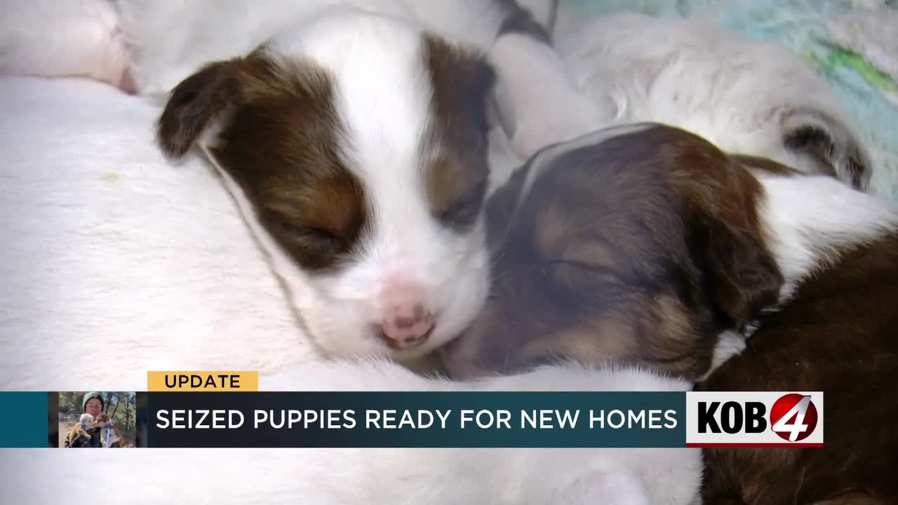 Rescued puppies ready for new homes for the holidays