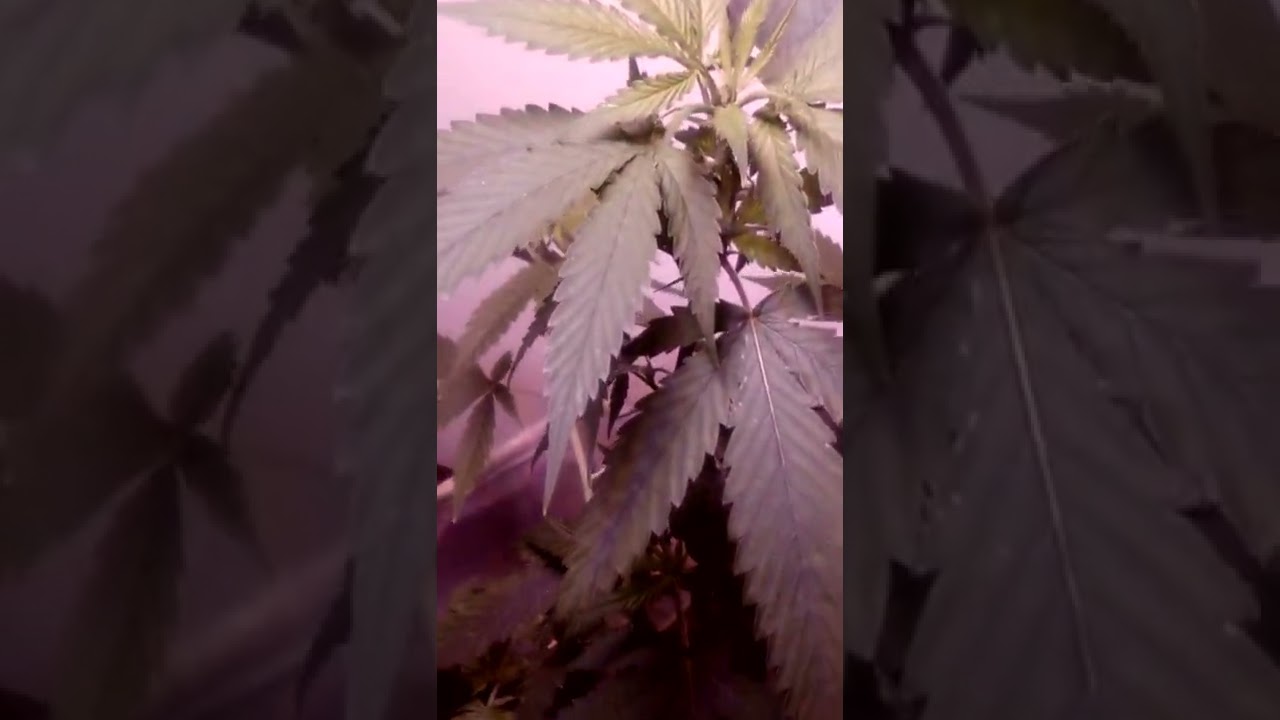 Growing bud indoors