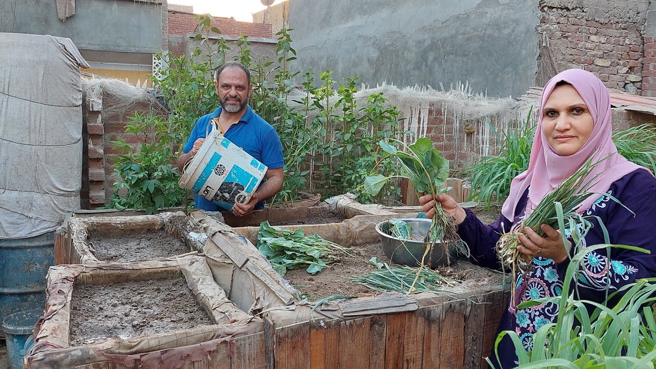 زراعة شتلات الكرنب والخس والكرات وكل عام وحضراتكم بخير