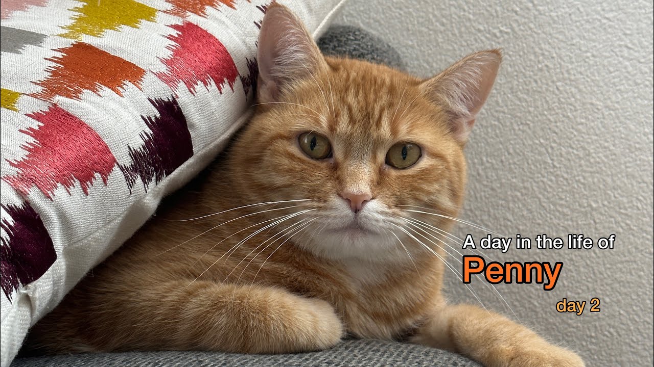 A day in the life of Penny the Ginger Cat - Day 2