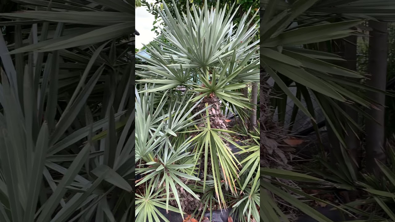 Trithrinax Campestris and Takil Palm in Palm centre London