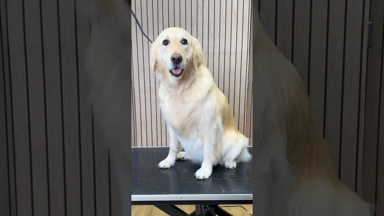 Doggy Daily, выпуск 532: Инди 500, золотистый ретривер 🐾 #уходзасобакой #золотистыйретривер #уход...