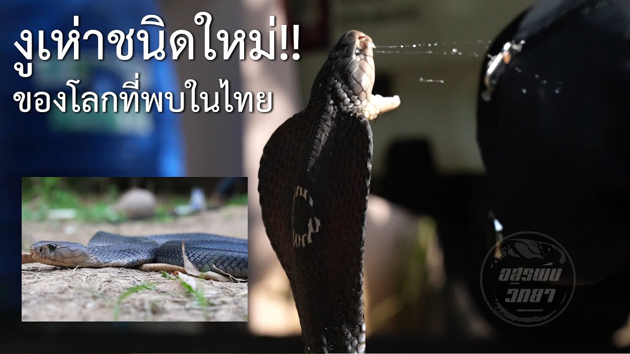 รู้จักกันไว้!! งูเห่าชนิดใหม่ของโลก! ที่พบในไทย อสรพิษวิทยา EP.251