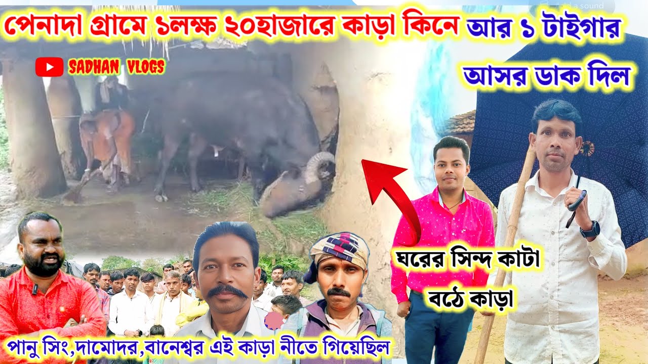 পেনাদা গ্রামে ১লক্ষ ২০হাজারে কাড়া কিনে আসর ডাক দিল।পানু সিং,দামোদর,বানেশ্বর এই কাড়া নীতে গিয়েছিল 