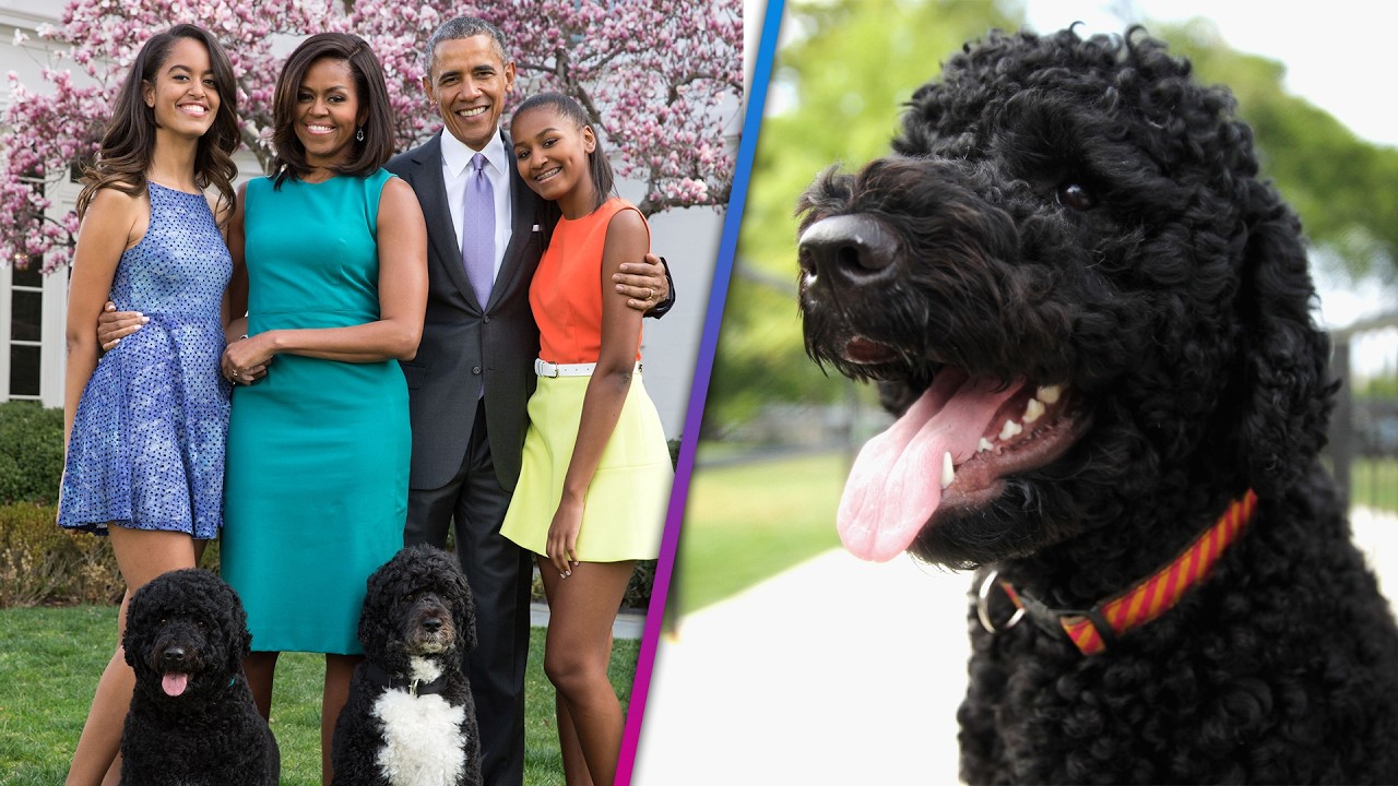 Barack and Michelle Obama Mourn Beloved Dog Sunny, Dead at 14