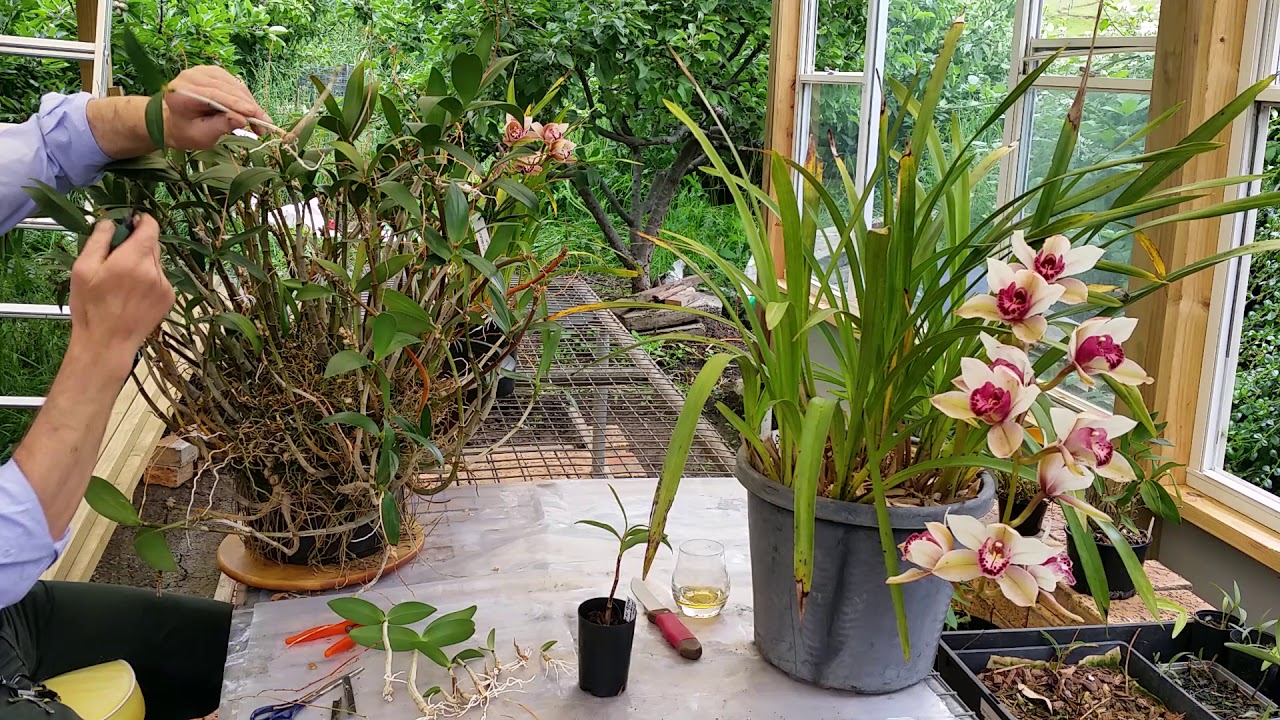 Orchid keikis from a Dendrobium x delicatum 'Apple Blossom' Part 1