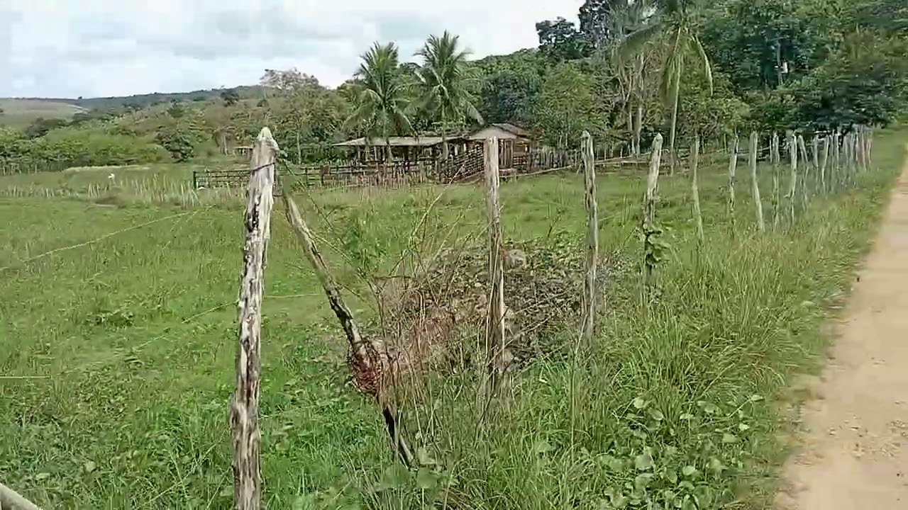 Vende-se um sítio com 30 hec em sitio dos macacos limoeiro-pe por 1 milhão e 200mil zap 81999404206