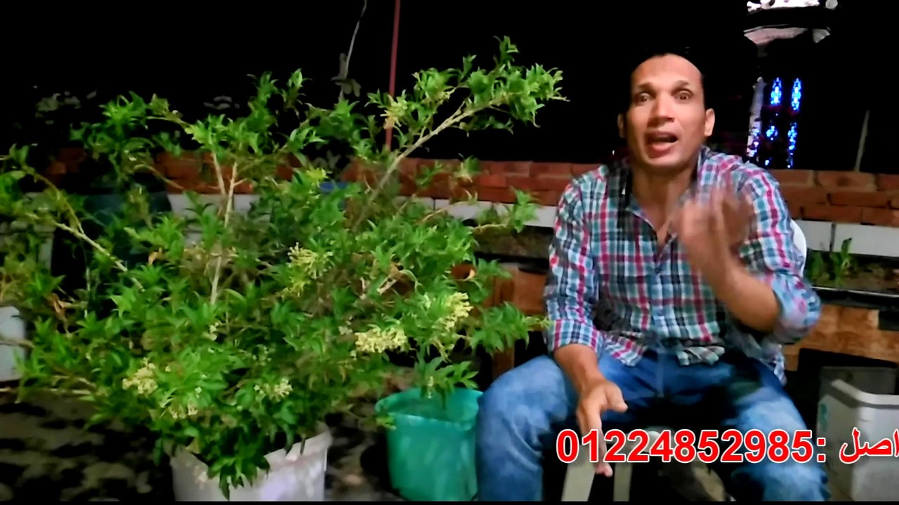 كيفية زراعة مسك الليل أو الكولونيا وكيفية الحصول منها علي أزهار مرتين في العام