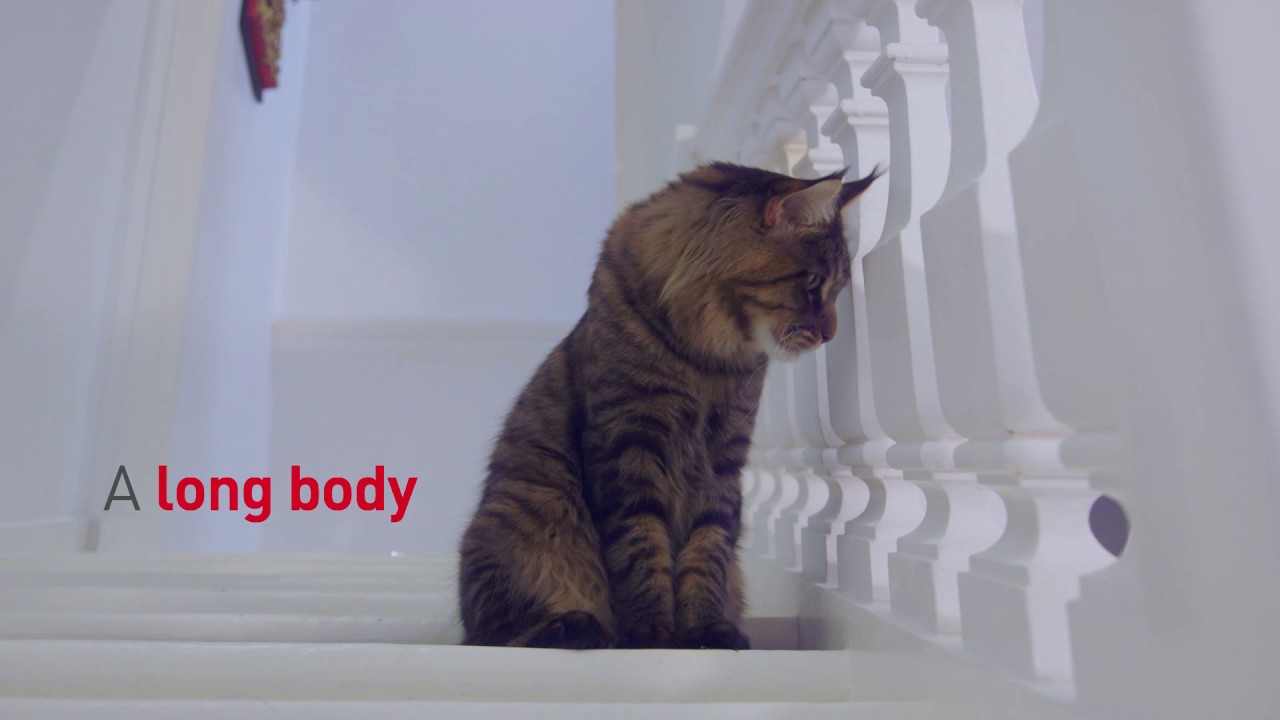 MAINE COON - Feline Breed Nutrition - Royal Canin
