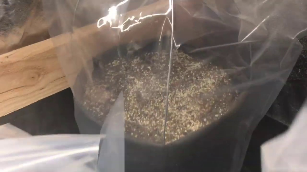 Octopot for beginners ( 5 day seed update Octopots )by the Octogrower