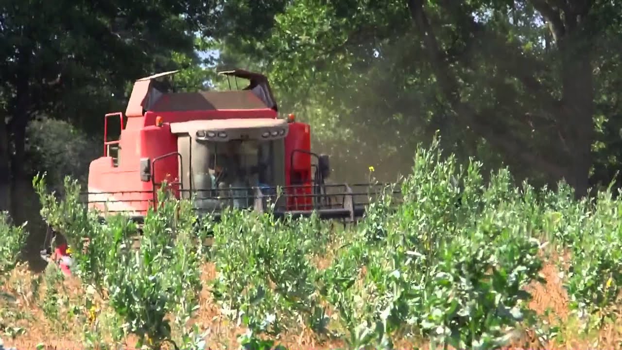 Erbsenernte 2013 | Erbsen dreschen mit Massey Ferguson Beta 7270