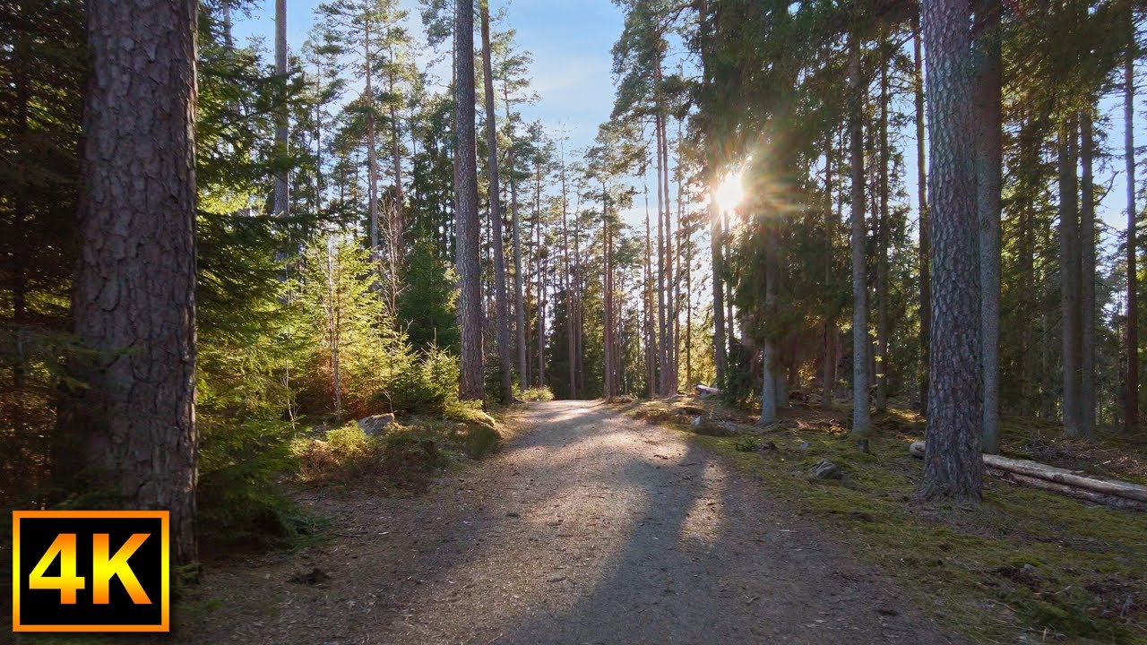 1 hour forest walk on a sunny day - V&auml;xj&ouml;, Sweden - 4K Nature Walk