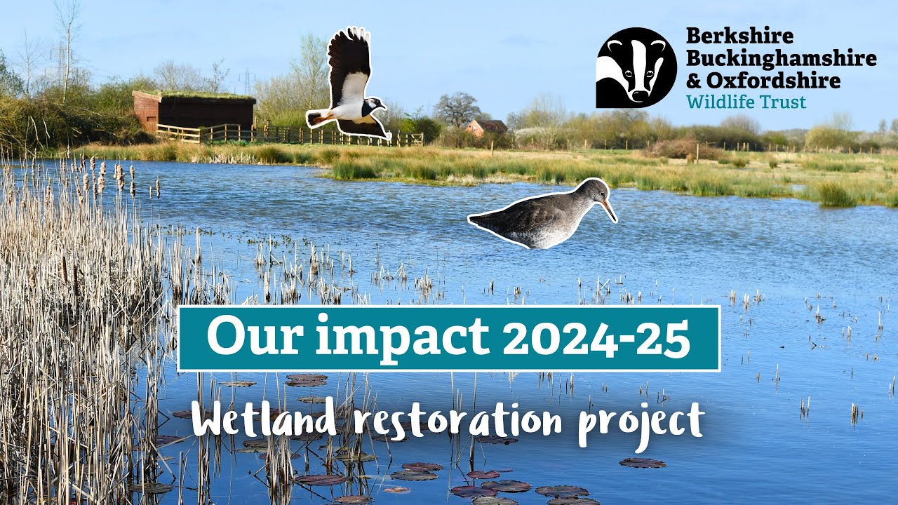 Our Impact 2024-25 | Upper Ray Meadows Wetland Restoration Project