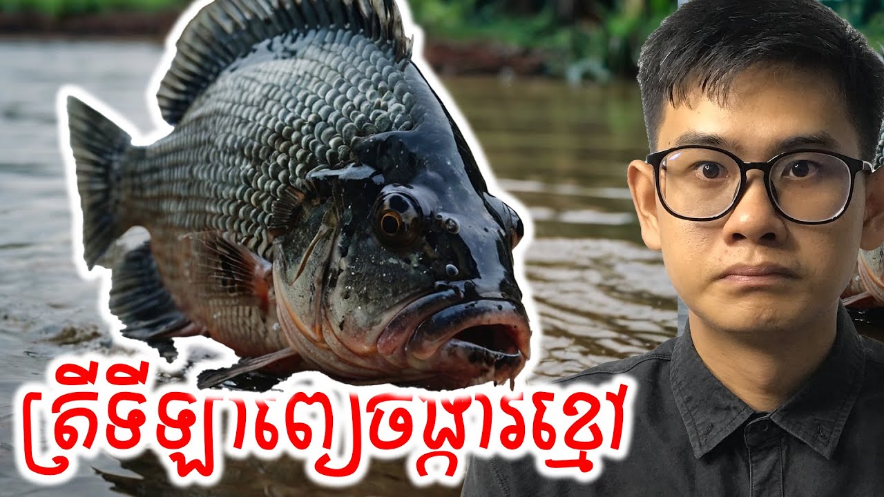 តើកម្ពុជាគួរបារម្ភពីរាតត្បាតត្រីទីឡាពៀចង្ការខ្មៅនៅថៃឬយ៉ាងណា?