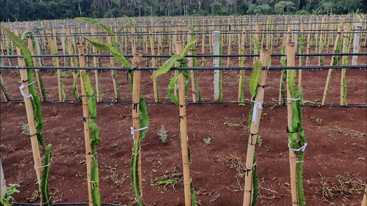 78) Vejam plantio de Pitayas em espaldeiras com apenas 90 dias.