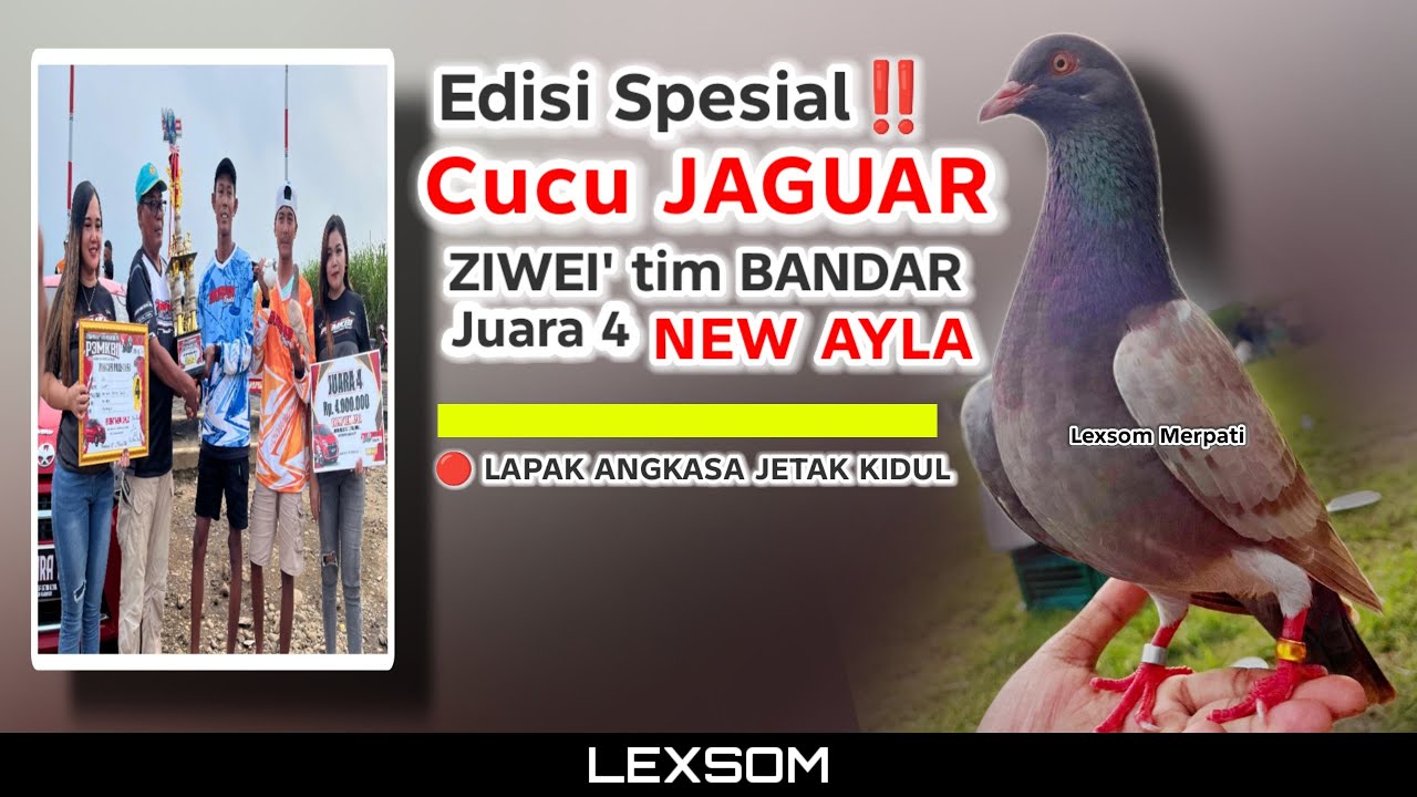 🔴 Edisi spesial‼️ ZIWEI' cucu JAGUAR Tim BANDAR juara 4 New Ayla lapak angkasa jetak kidul pekalongn