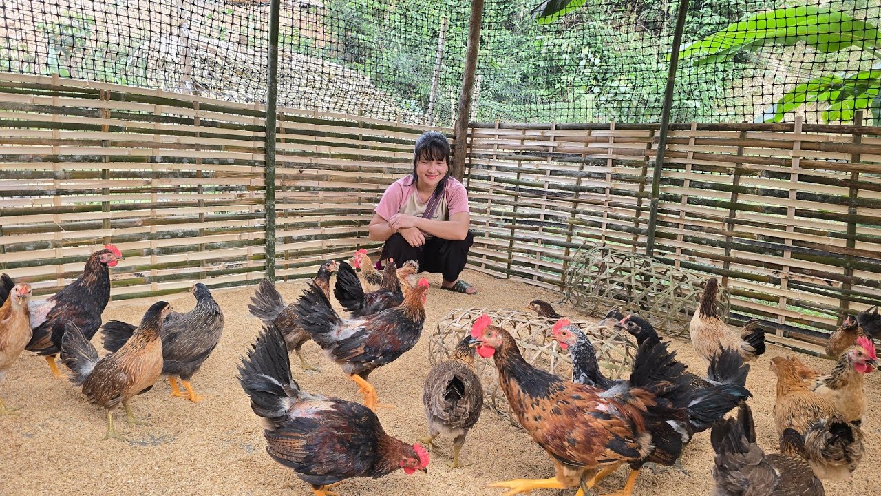 Will NEW Chicken Flocks Bring Big Income to the Farm? | Tiểu Liễu-17 year old