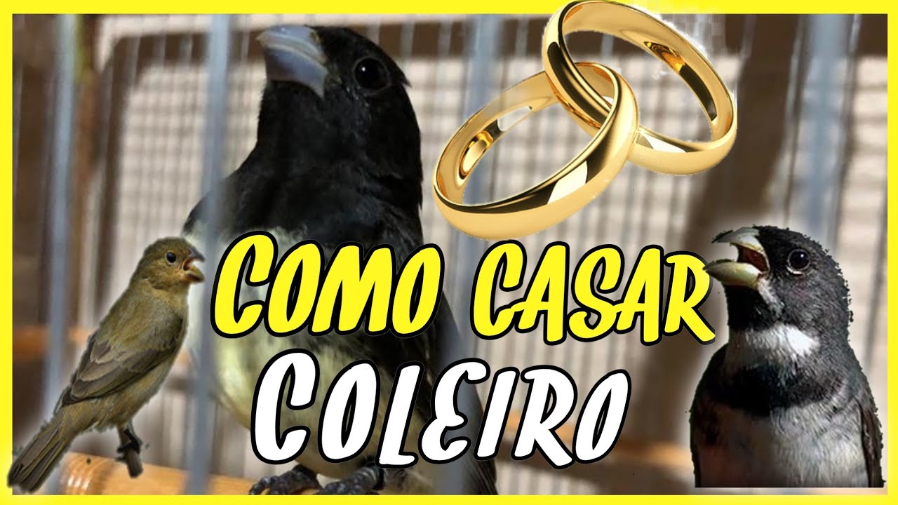 COMO CASAR COLEIRO BAIANO PAPA CAPIM DE UMA VEZ POR TODAS