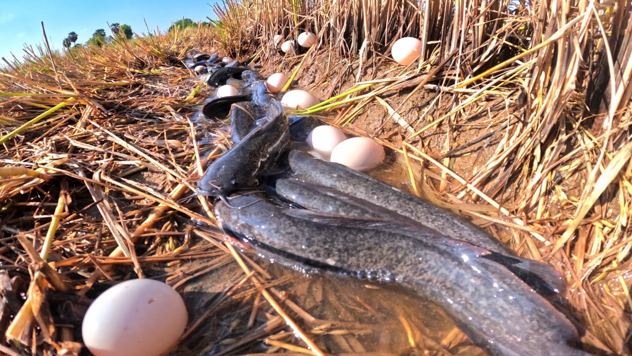 Top fishing, a lot of duck eggs under straw and catch fish in water
