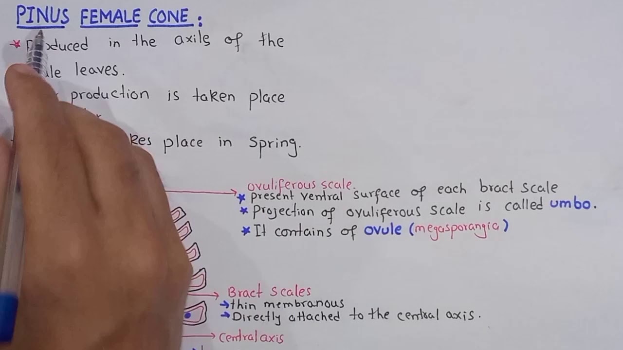 Female cone of pinus | Pinus | Class Bsc Botany