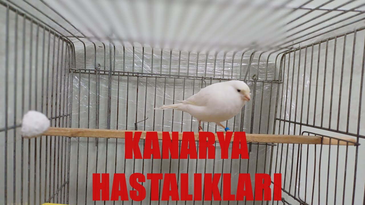 Kanarya Hastalıkları! ÖNEMLİ BİLGİLER