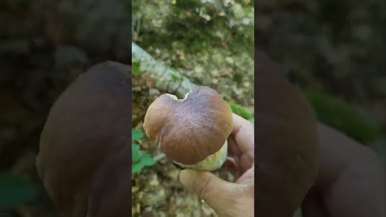 magique les cèpes pouces même quand c'est très sec incroyable.