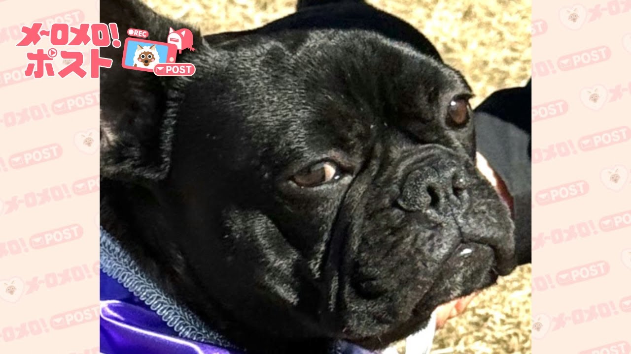 フレンチブルドッグが岐阜県で初めての警察犬に！【メ～ロメロ！ポスト】