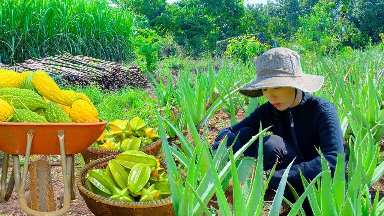 Harvest Starfruit, Golden Bitter Melon, Sugarcane, Aloe Vera To Sell At The Market, Cooking, Garden
