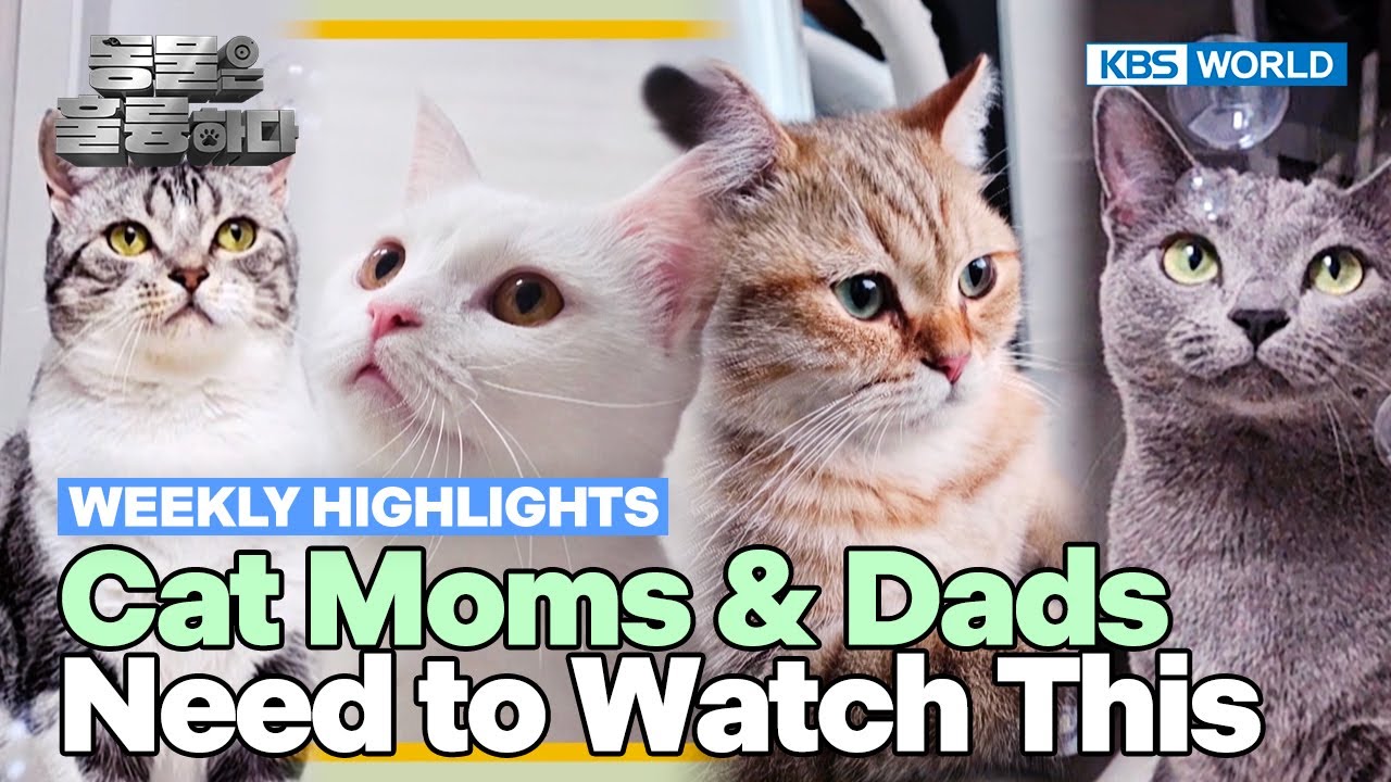 [Weekly Highlights] How Many Cats?😮 [Animals Are Incredible] | KBS WORLD TV 250312