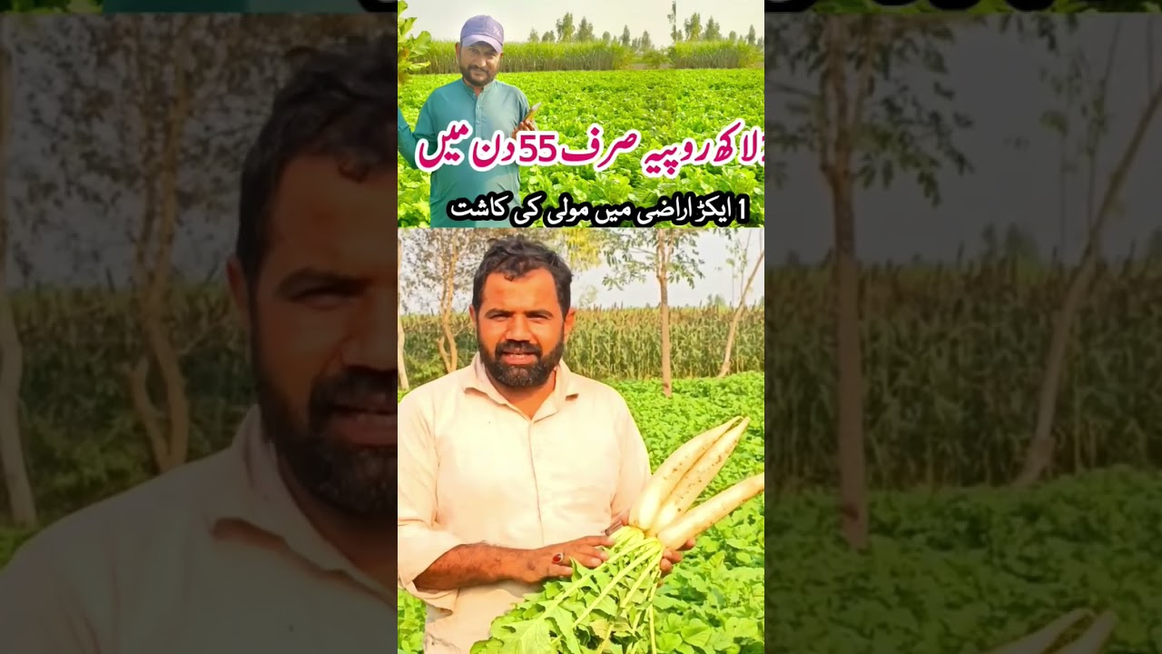 Radish farming in Pakistan #radishfarming #radish #radishpickle