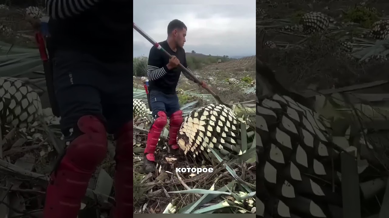 Why are farmers cutting down this giant plant? 😲 #facts #news