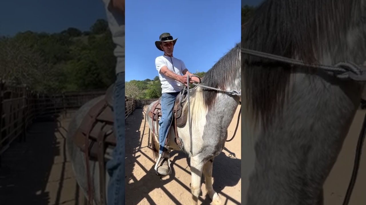 Retraining a horse put in kill pen. Historically the horse would rear up when asked to back up.