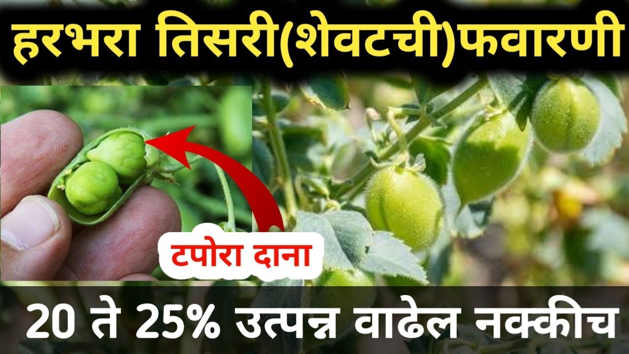 हरभरा तिसरी फवारणी ( शेवटची फवारणी ) हीच करा | हरभरा 20 ते 25 % उत्पन्न वाढवा / Harbhara favarni