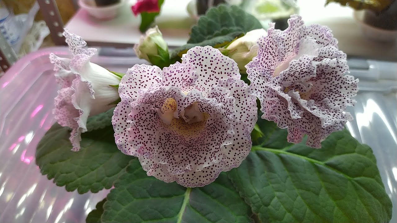 Зимнее цветение нескольких сортов глоксиний