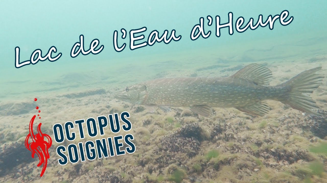 03 | Plongée au Lac de l'Eau d'Heure - Plate Taille