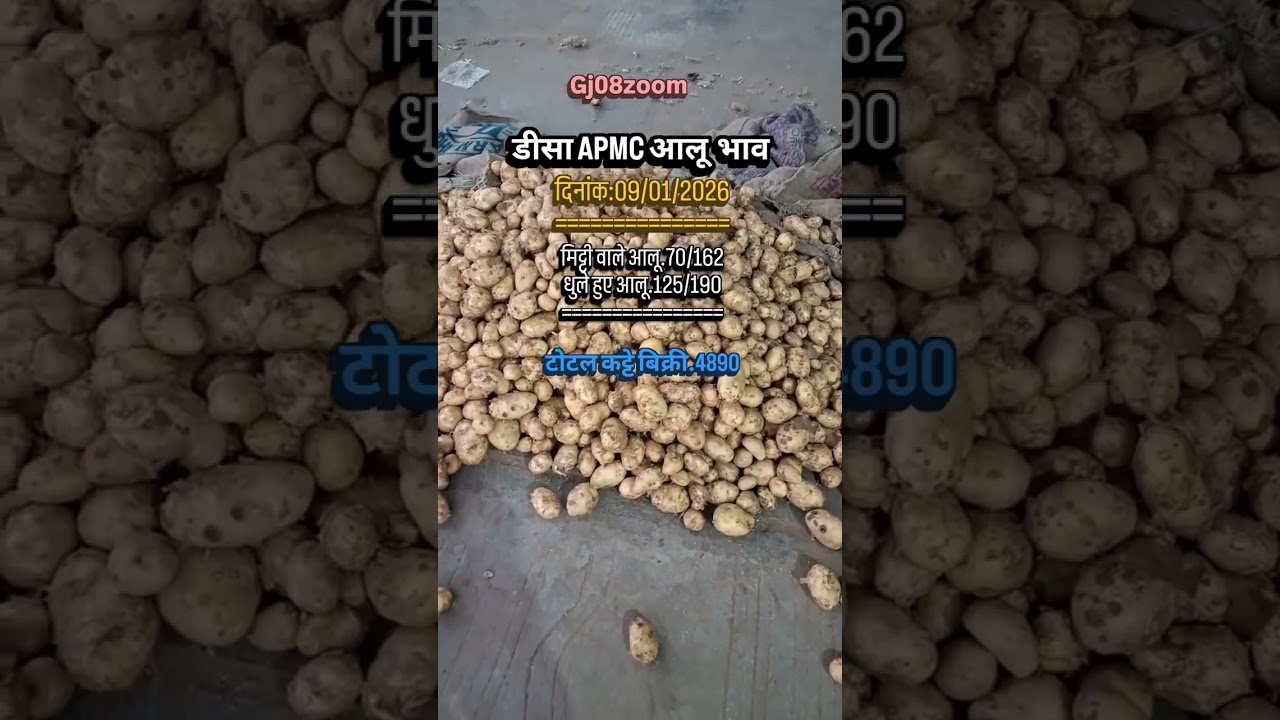 ડીસા APMC શાક માર્કેટ આજના ભાવ #DeesaAPMC #DeesaMandi #DeesaAloo#AlooBhav #AlooMandi #viral #Fres