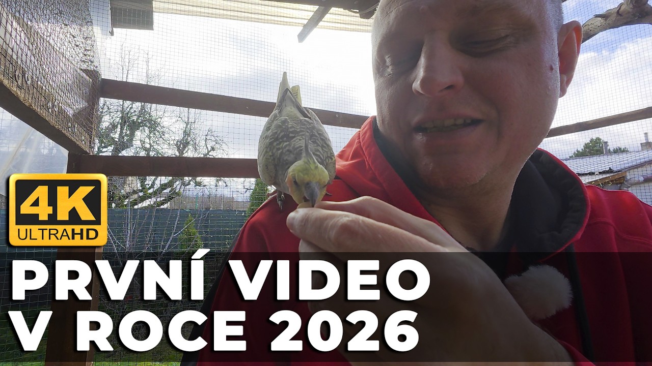 🔴[4K ] V&iacute;tejte v roce 2026! 🐾 #KorelaChocholat&aacute; │KorelyEu
