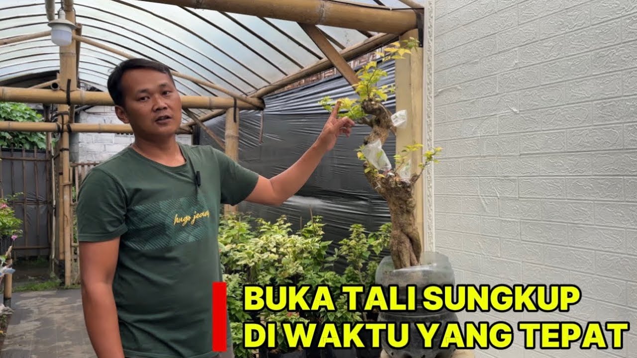 buka tali sungkup dan tali pengikat sambungan pada bougenville 