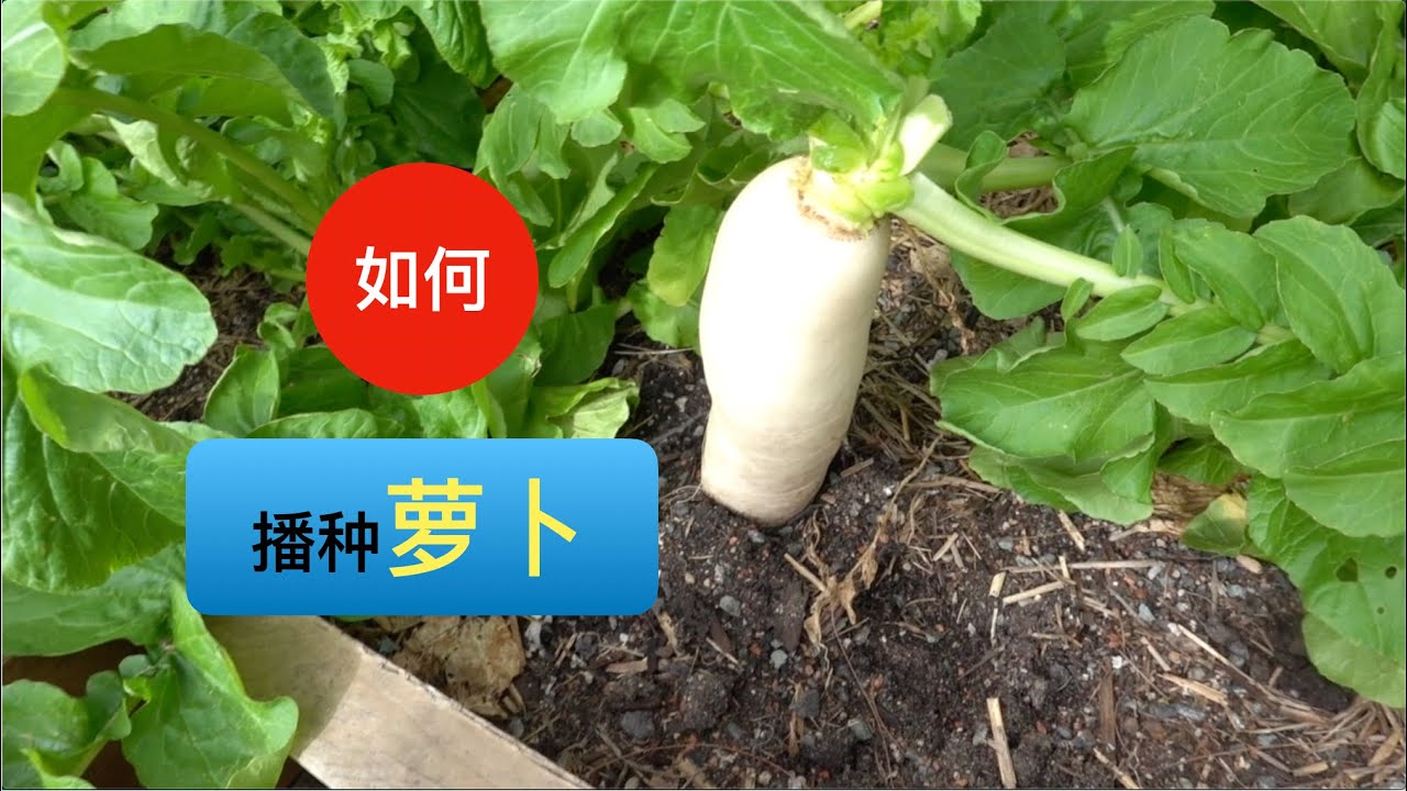 如何播种萝卜(第25期) How to sow daikon(Ep25)