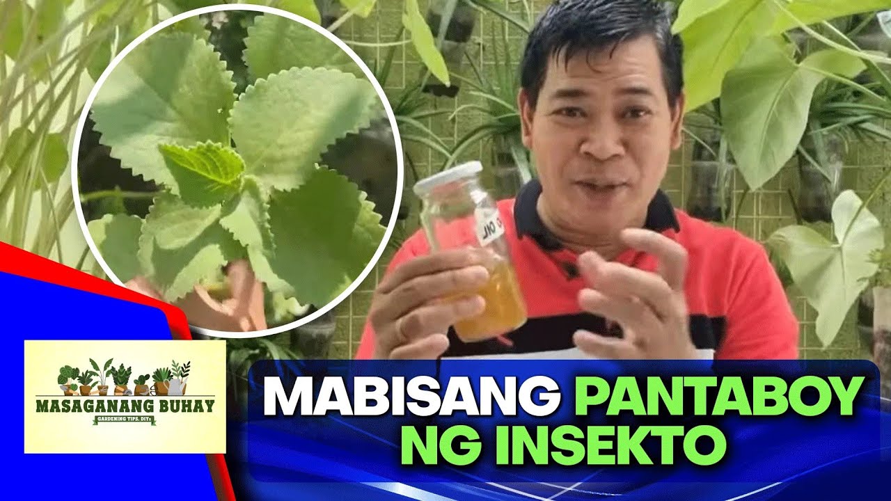 Paano gumawa ng oregano oil?