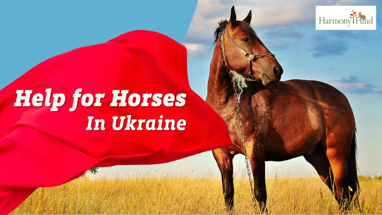 Help for Horses in Ukraine