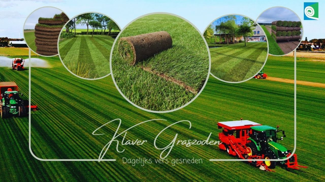 Klaver Graszoden In Beeld | Noord Holland | Twisk